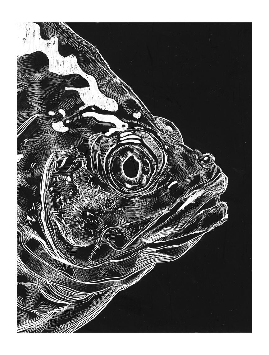 Fish Eye in Scratchboard Fish Eye in Scratchboard