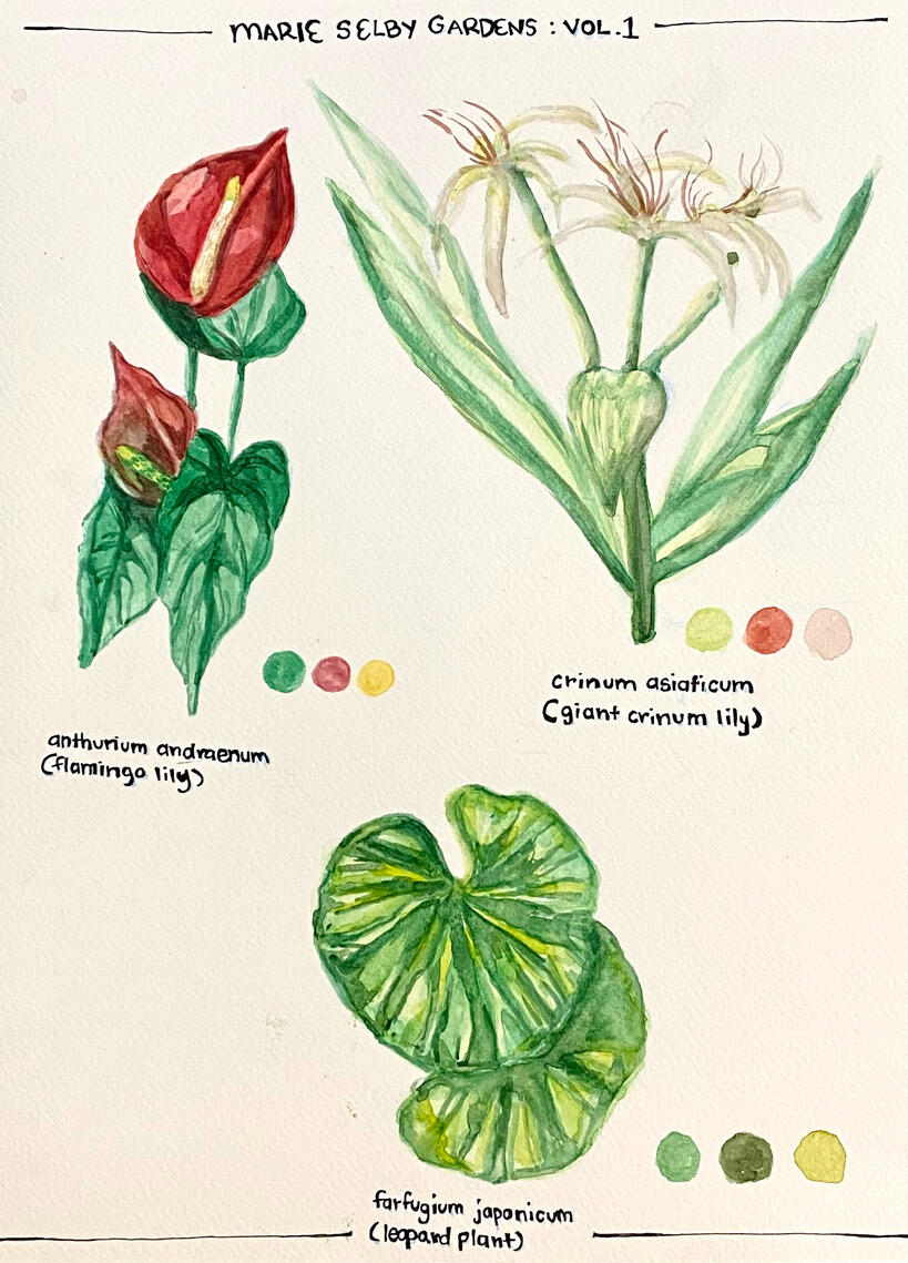 Botanical Watercolor Sketches