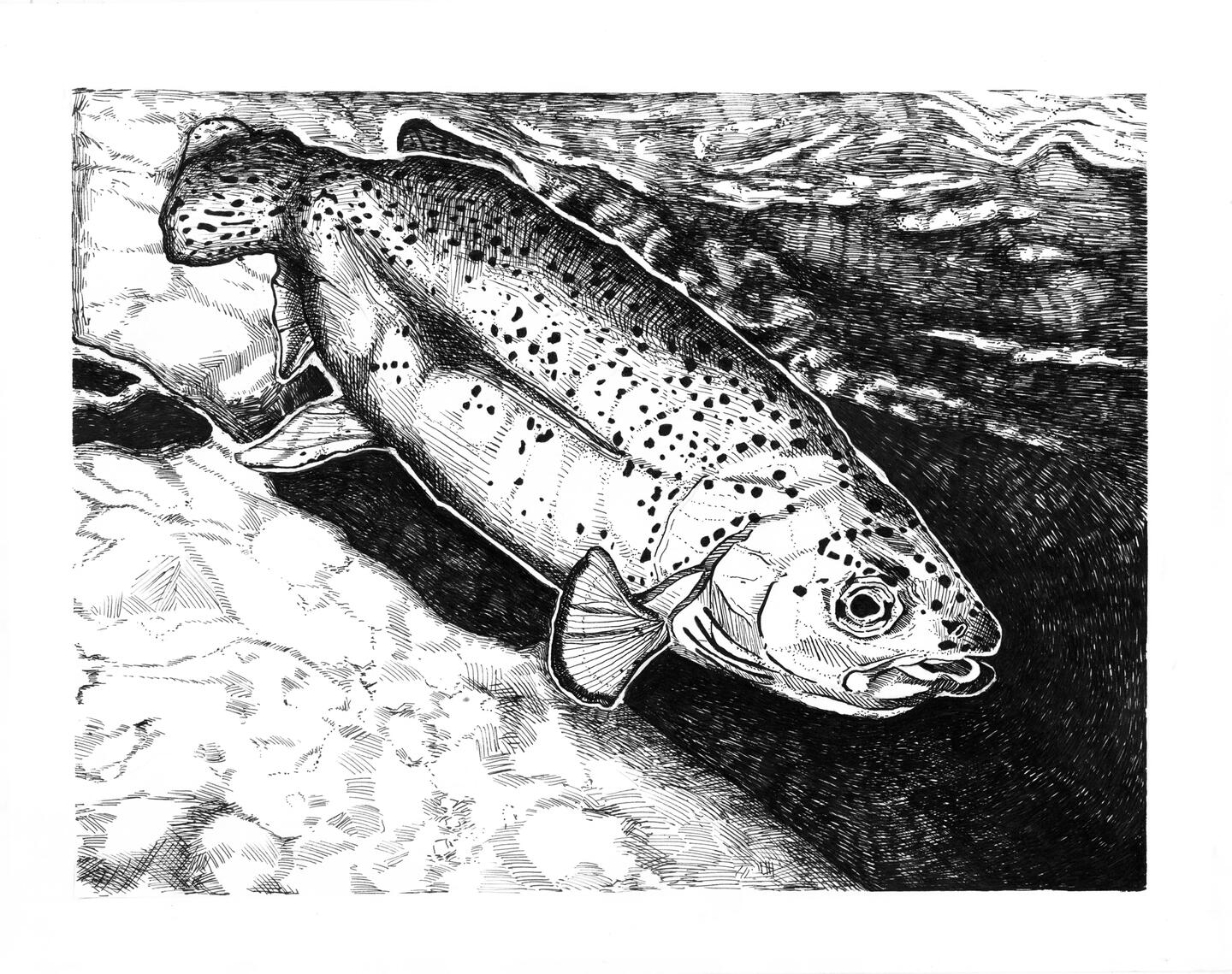 Trout in Ink Trout in Ink
